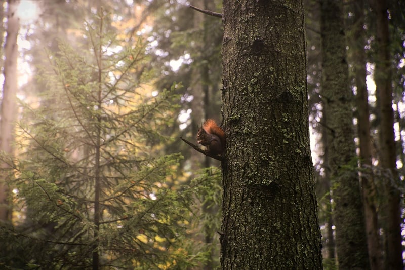 Children on a nature scavenger hunt